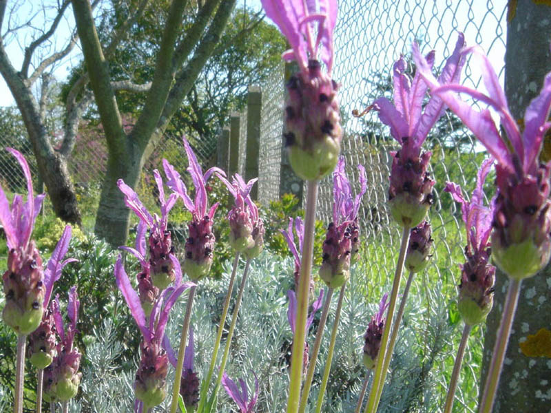 Lavandula stoechas en fleurs dans les garrigues méditerranéennes